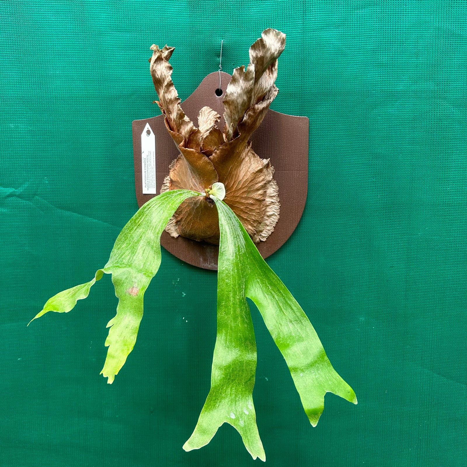 Platycerium Shield Hanger