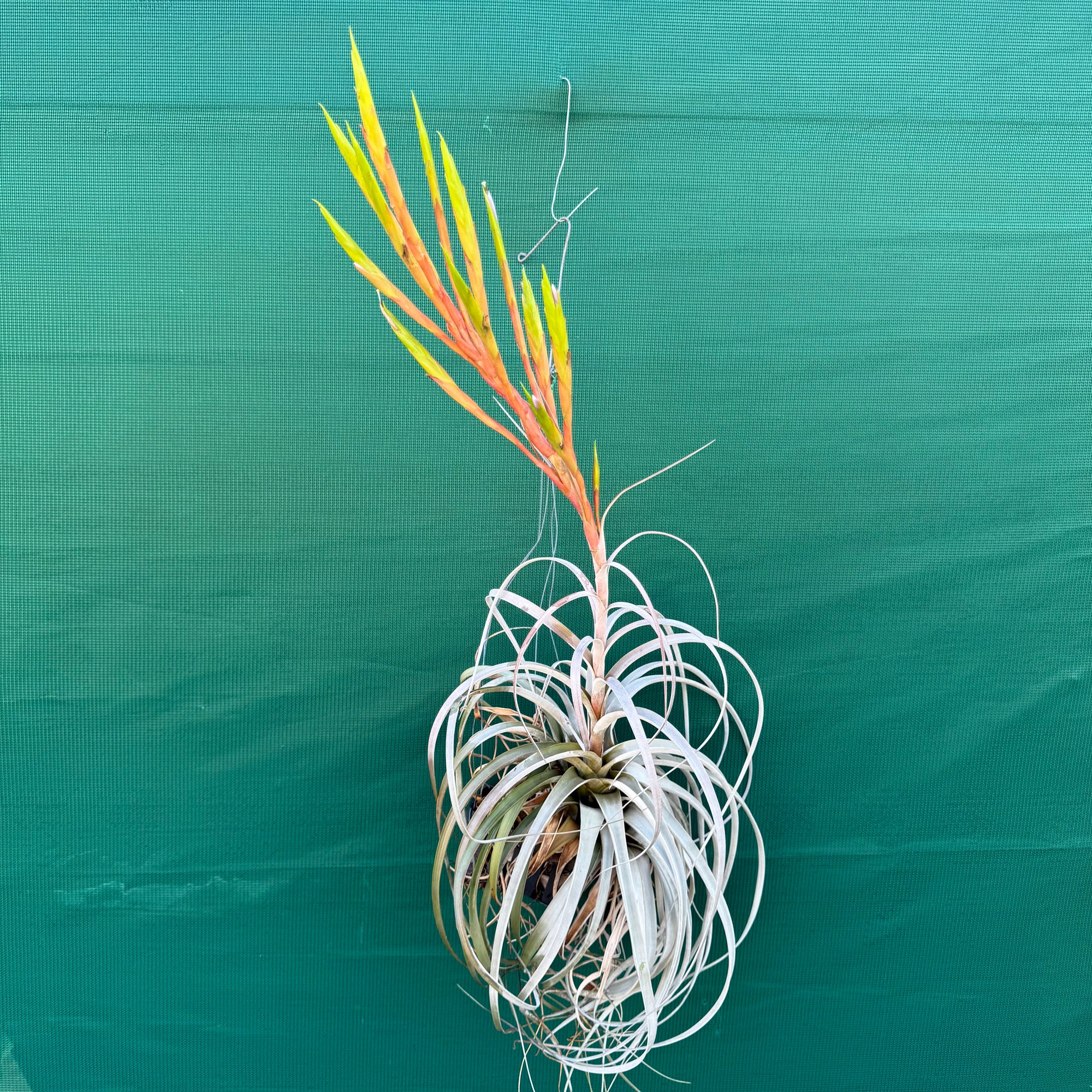 New Varieties - Air Plant Decor