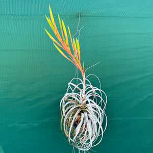 Tillandsia - Silver Queen ex. OM NEW