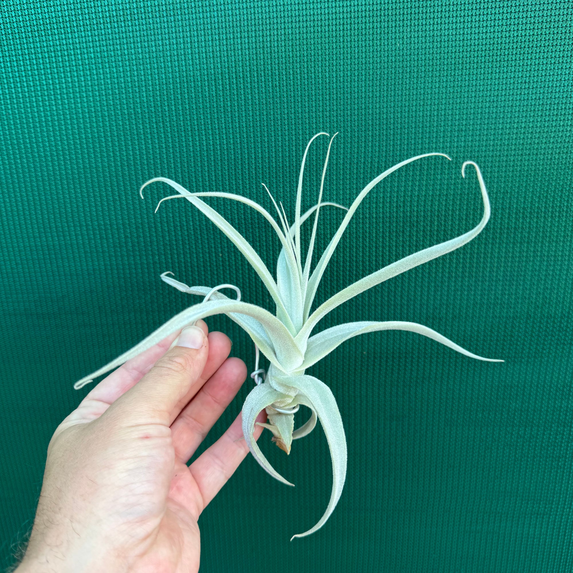 Tillandsia - Goomong ex. MP (Fragrant) - Air Plant Decor