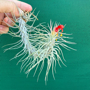 Tillandsia - funckiana ‘Giant Form’ ex. CC NEW