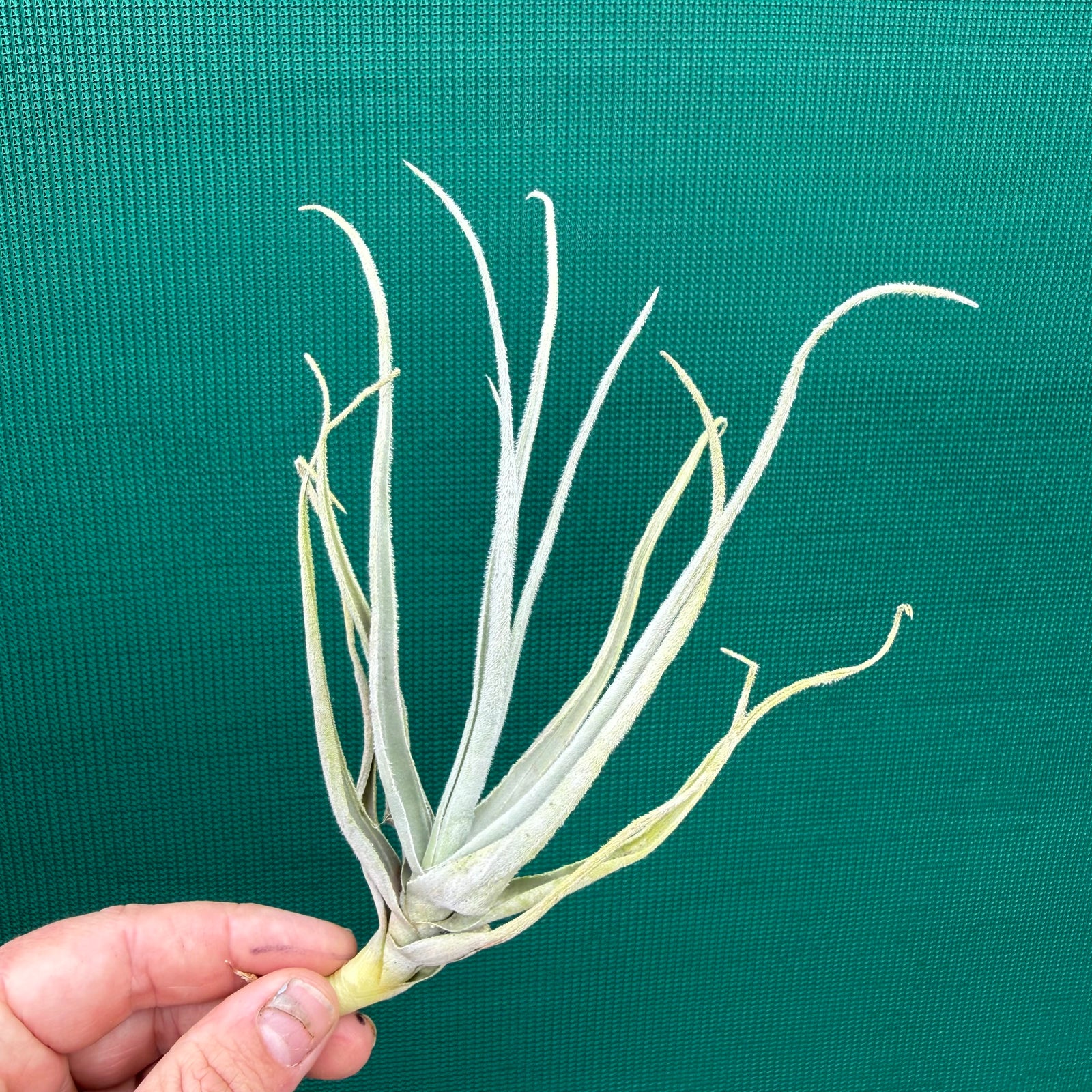 Tillandsia - retrorsa ex. BH NEW