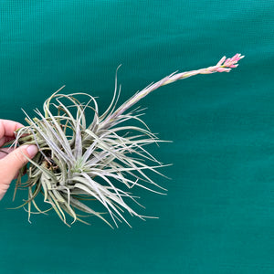 Tillandsia - milagrensis ex. BD NEW