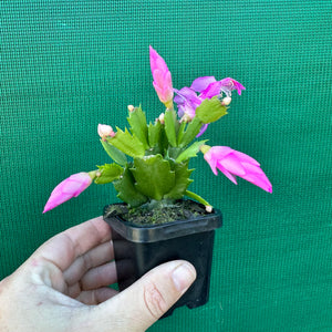 Zygocactus Dutch Pink