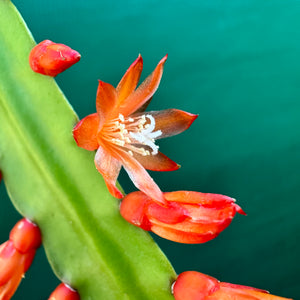 Lepismium monacanthum ssp. Espinosa