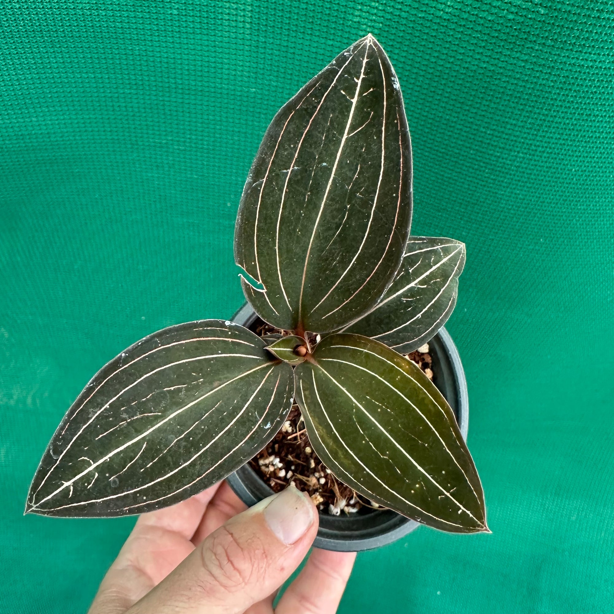 Jewel Orchid - Ludisia discolor