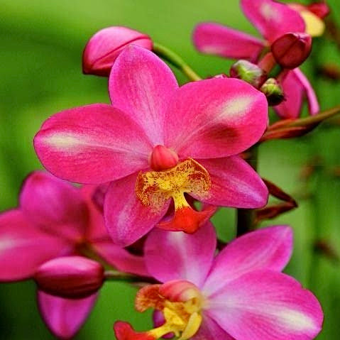 Spathoglottis ‘Rockin Plum’