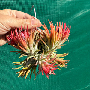 Tillandsia - ionantha 'BOE1591' ex. BD NEW