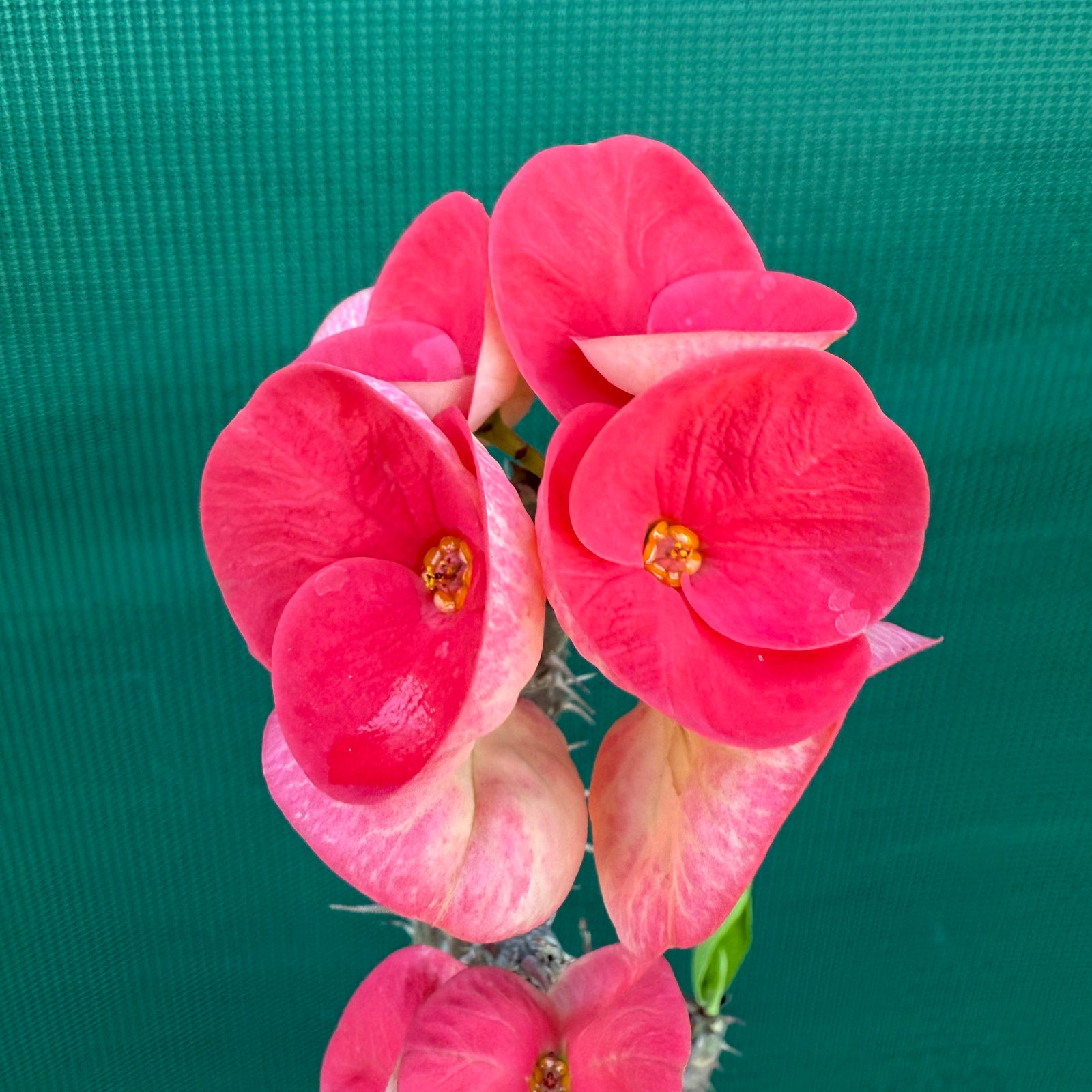 Poysean - Euphorbia Siam Hybrid ‘Tawan-Mai’