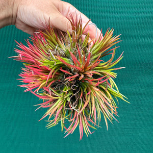 Tillandsia ionantha ‘Fuego’ ex. NR (Mature Clump) NEW