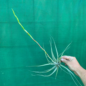 Tillandsia - albida x utriculata ex. PT