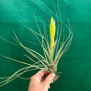 Tillandsia - minor