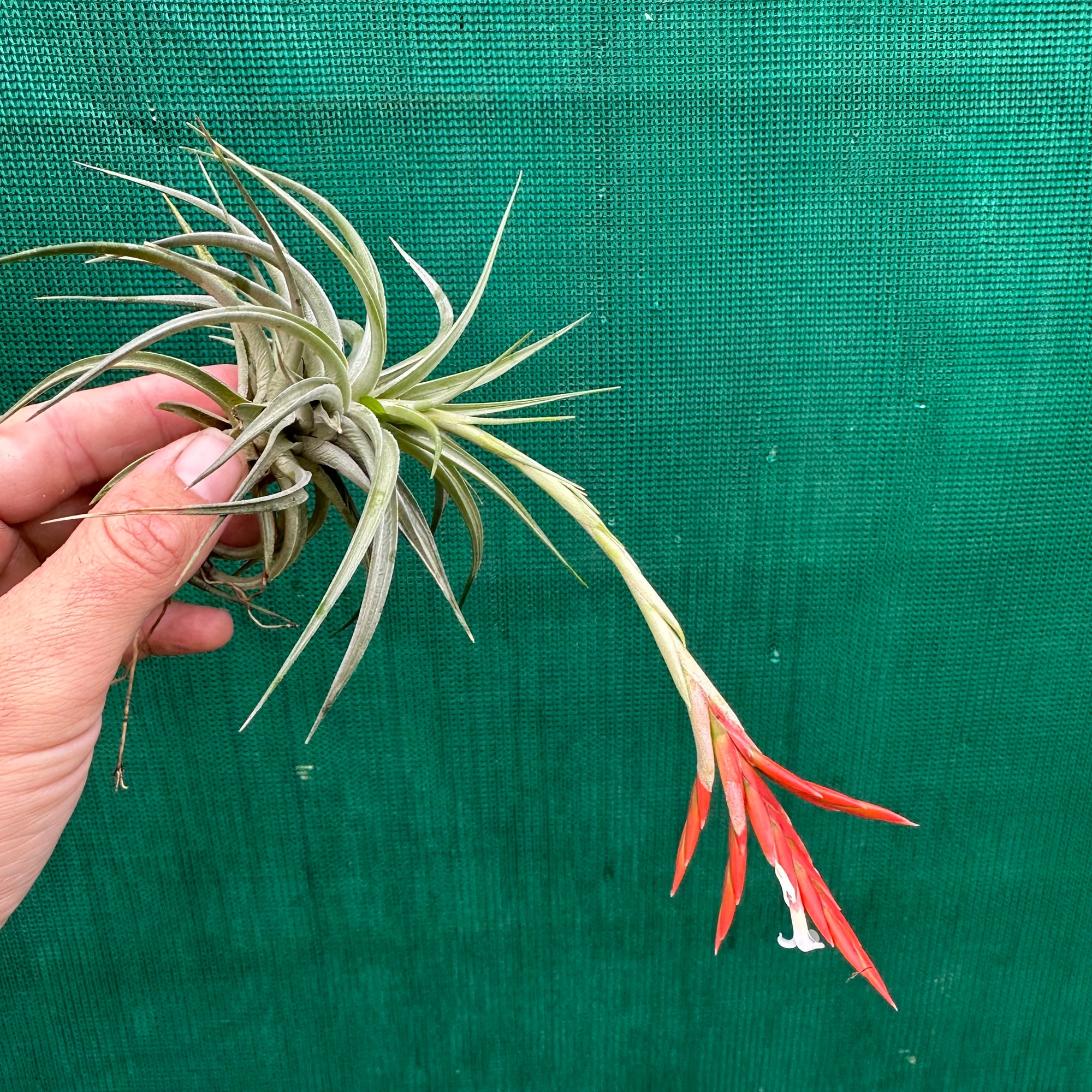 Tillandsia - vernicosa ‘Small Form’ ex. PT