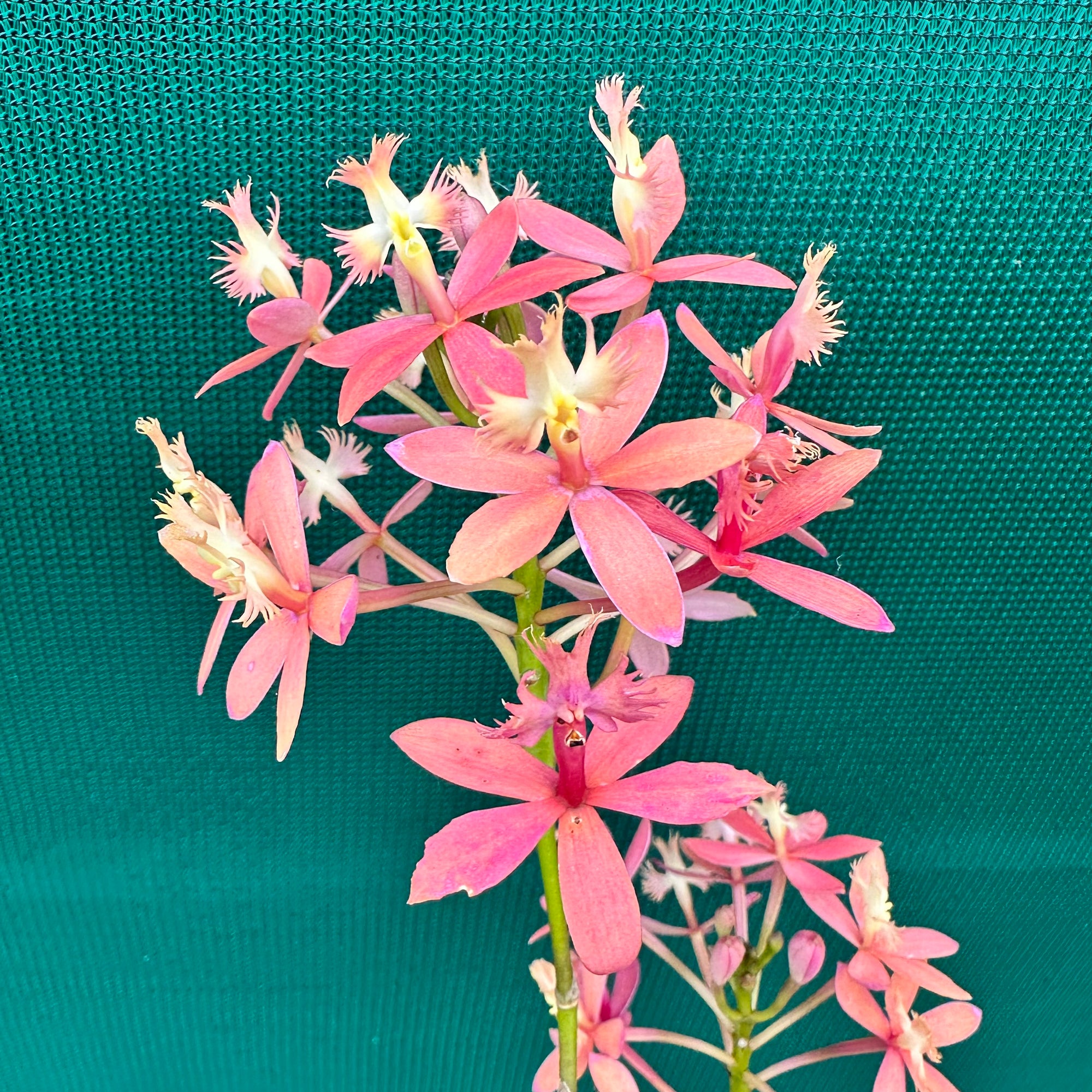 Epidendrum 'Joseph Glow Hilpos' - Air Plant Decor