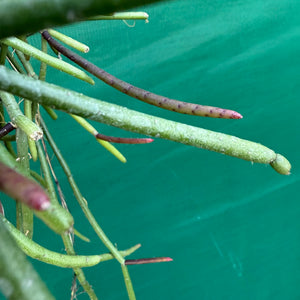 Rhipsalis crythrocarpa ‘Red Coral’ - R41