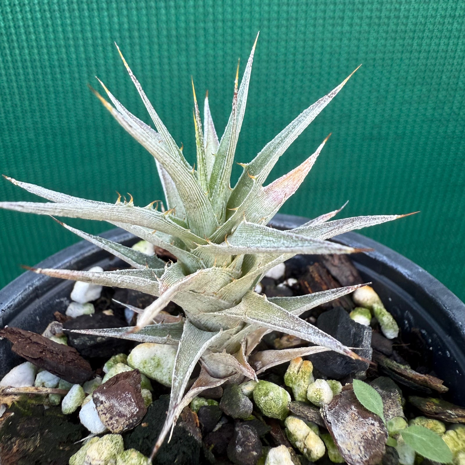 Deuterocohnia NEW