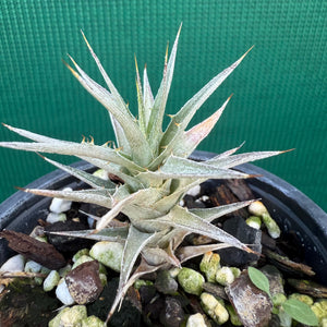 Deuterocohnia NEW