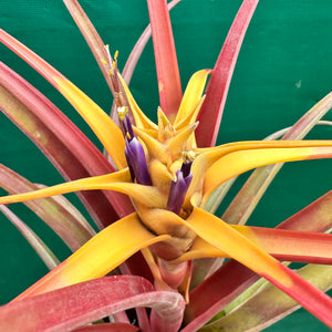 Tillandsia - capitata ‘Marron Chunky’ ex. Heid