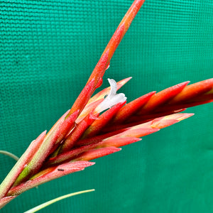 Tillandsia - vernicosa ‘Paraguay ex. LK