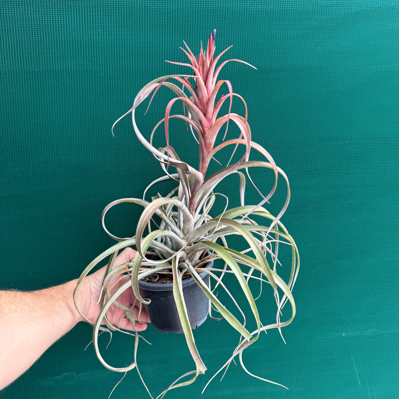 Tillandsia - Beenham ex. BF
