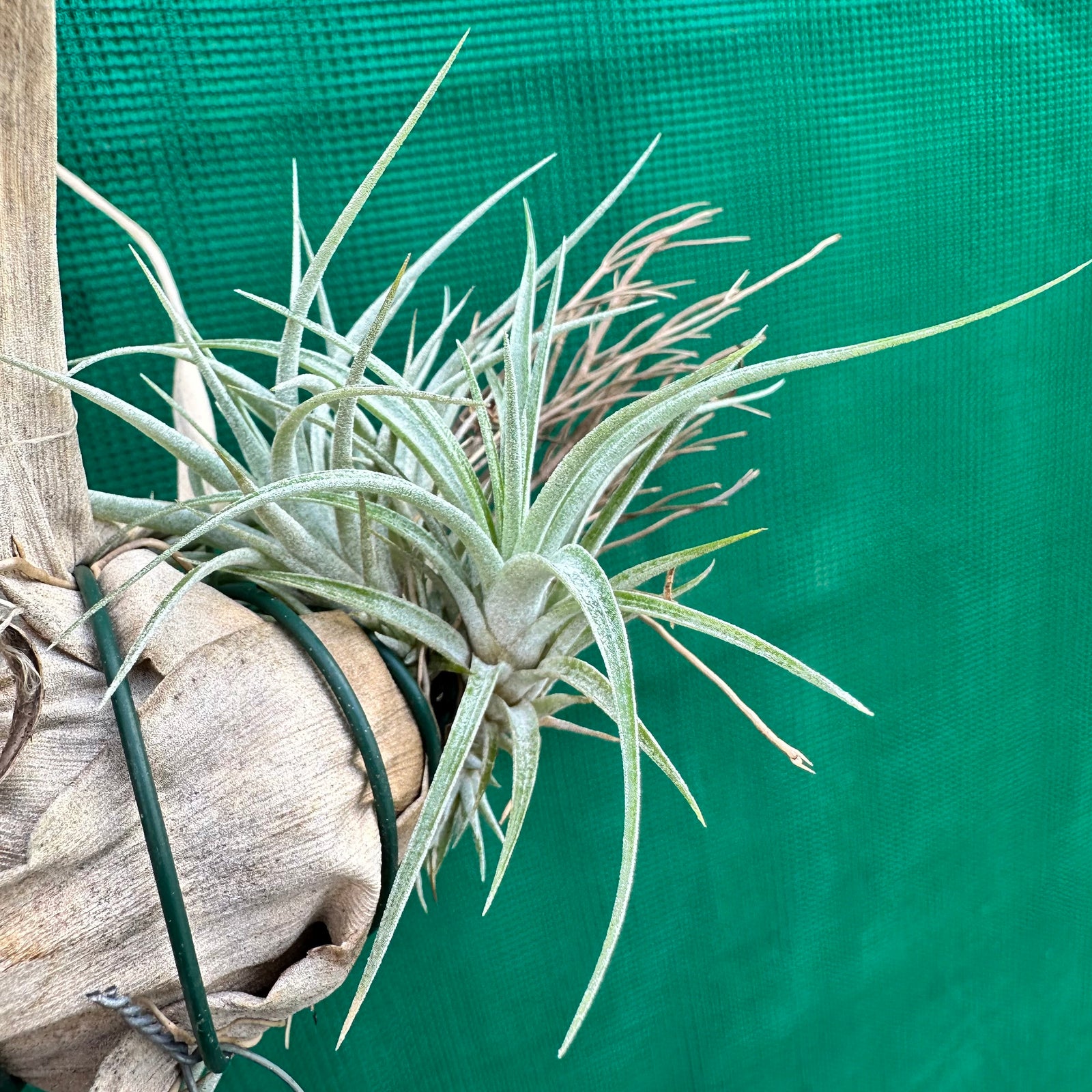 Tillandsia - Chalky White ex. CL
