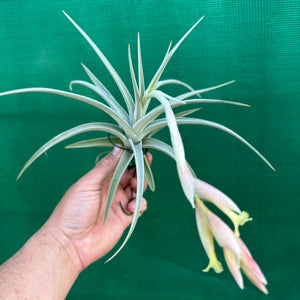 Tillandsia - Candy Corn NEW