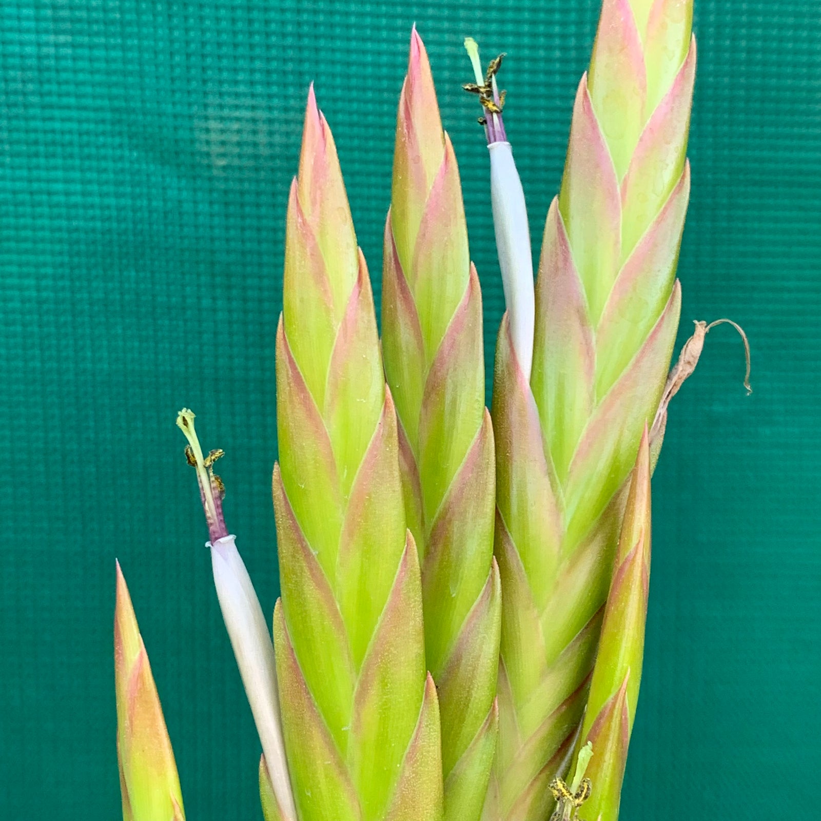 Tillandsia - sp. Mexico Semicaulescent ex. LK