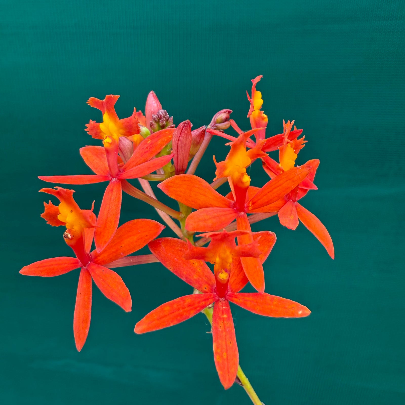 Epidendrum ‘Pointed Orange’
