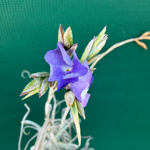 Tillandsia - Silverton