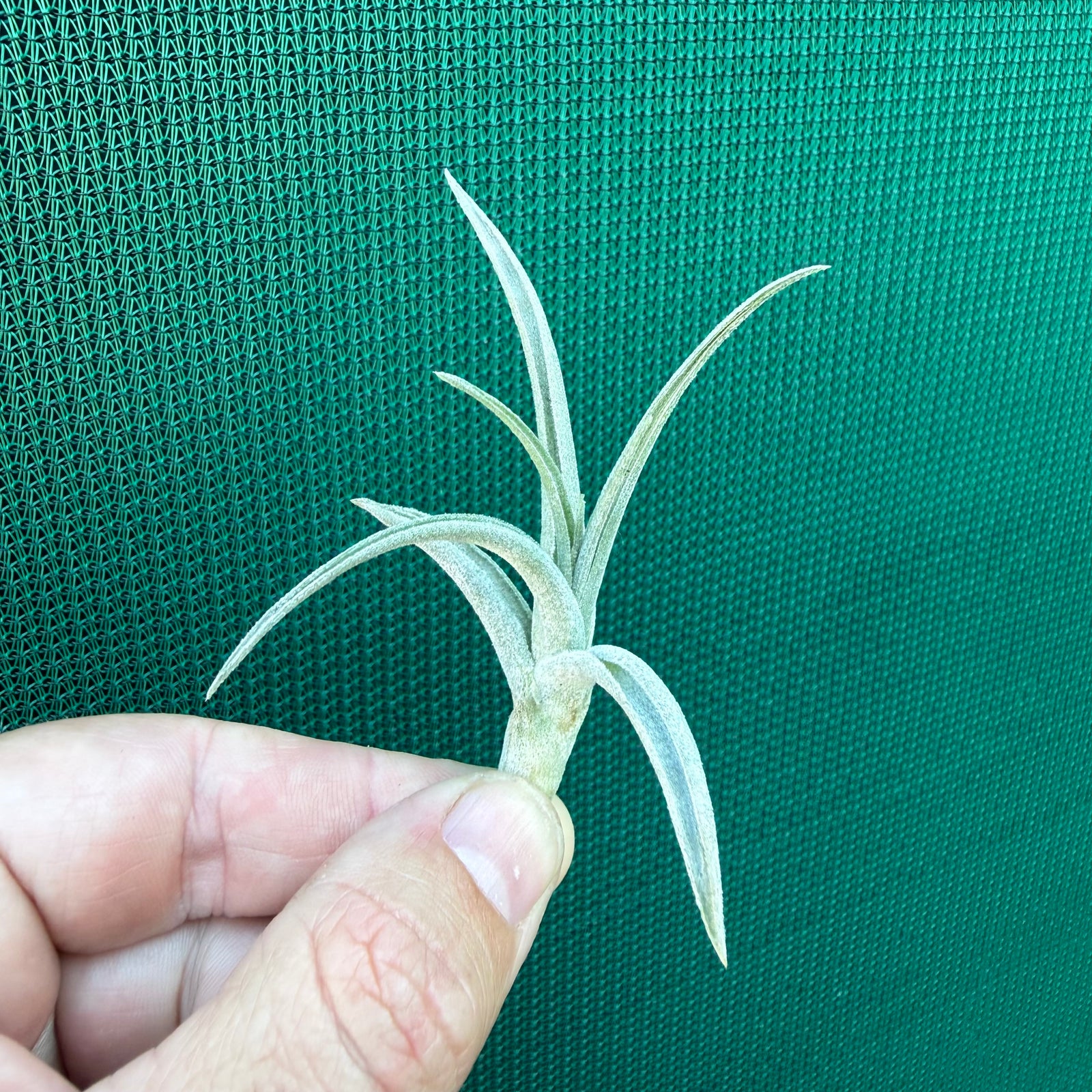 Tillandsia subsecundifolia x jonesii ex. BG NEW