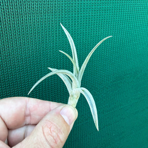 Tillandsia subsecundifolia x jonesii ex. BG NEW