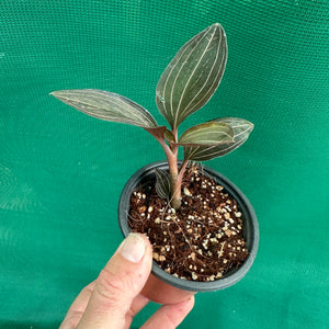 Jewel Orchid - Ludisia discolor