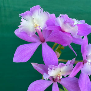 Epidendrum ‘Hybrid Pink’