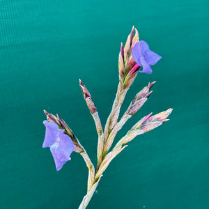 Tillandsia streptocarpa ‘Bak’ NEW