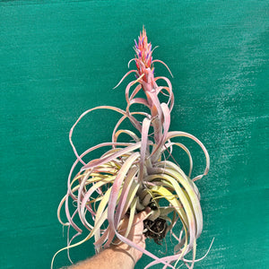 Tillandsia - Betty Bo Peep NEW