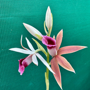 Swamp Orchid - Phaius australis