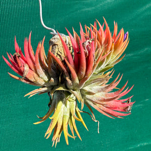 Tillandsia - ionantha 'BOE1591' ex. BD NEW