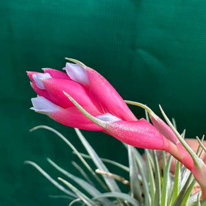 Tillandsia - recurvifolia x tenuifolia ex. CB