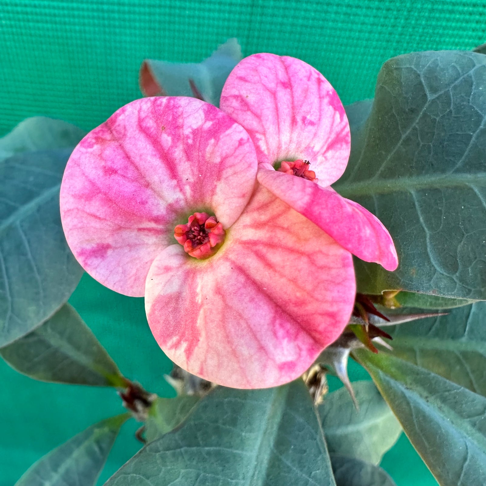 Poysean - Euphorbia milii P061