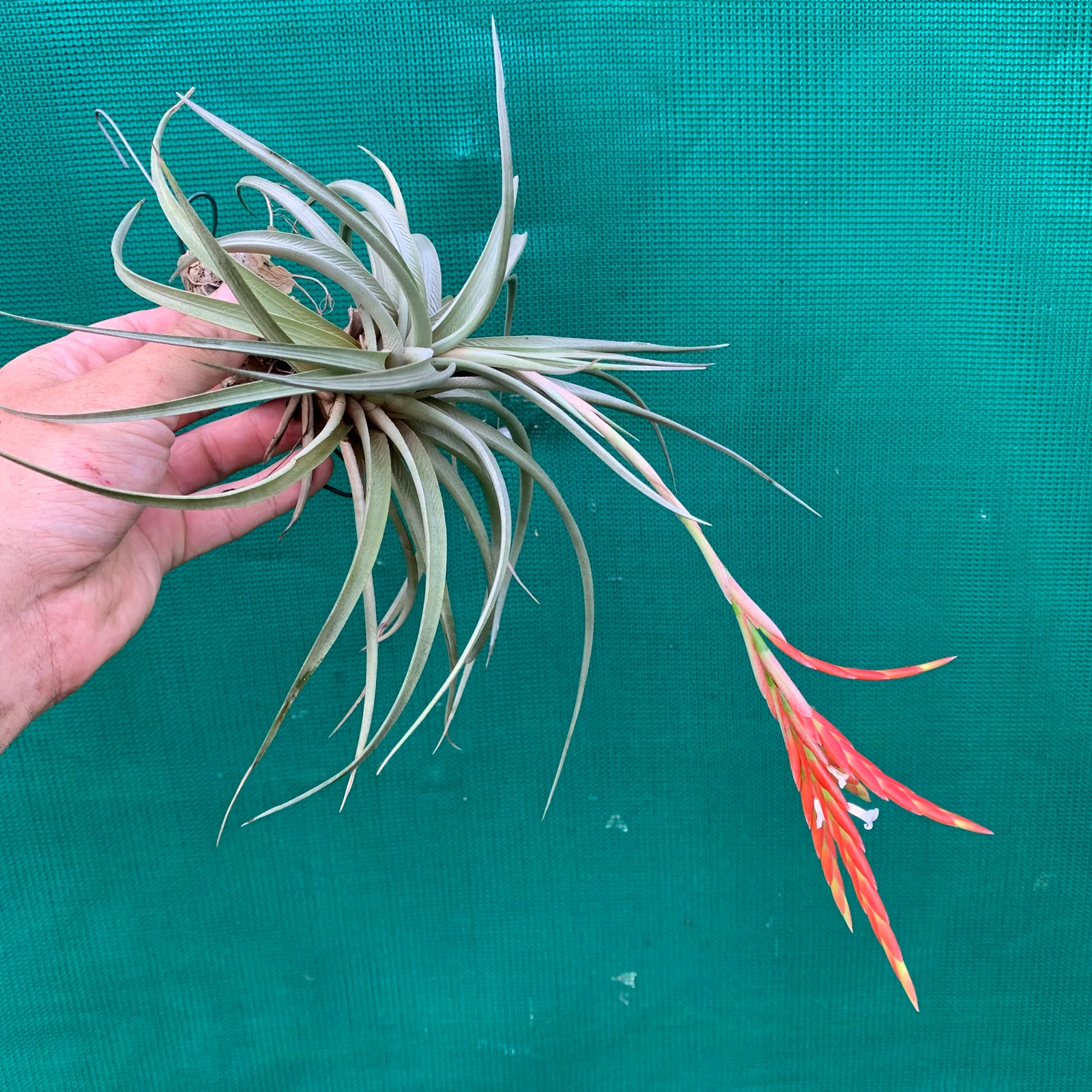 Tillandsia - vernicosa ex. PB