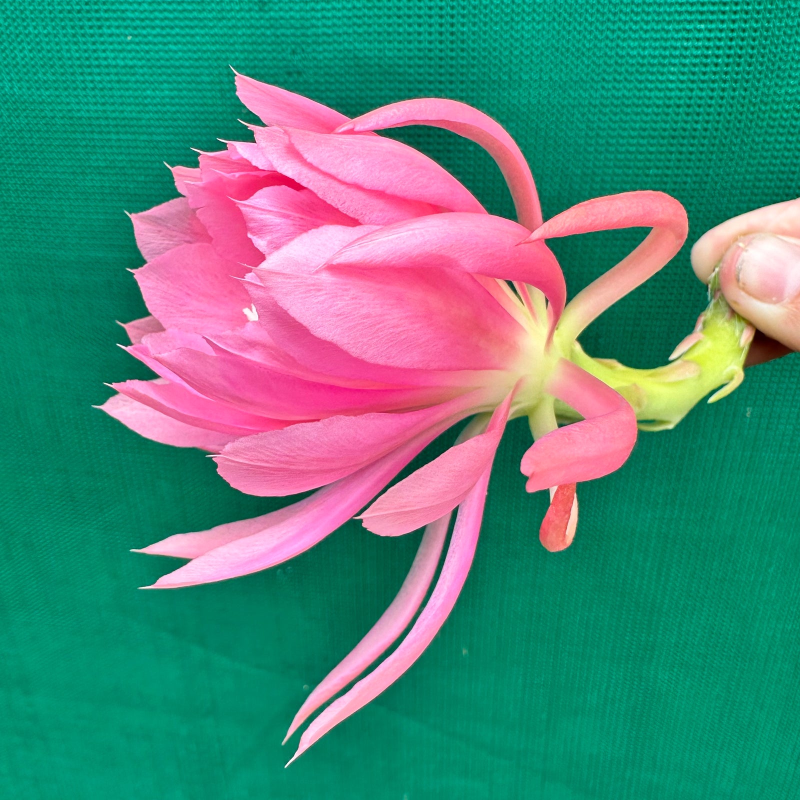 Epi. Hybrid Padre - EH1