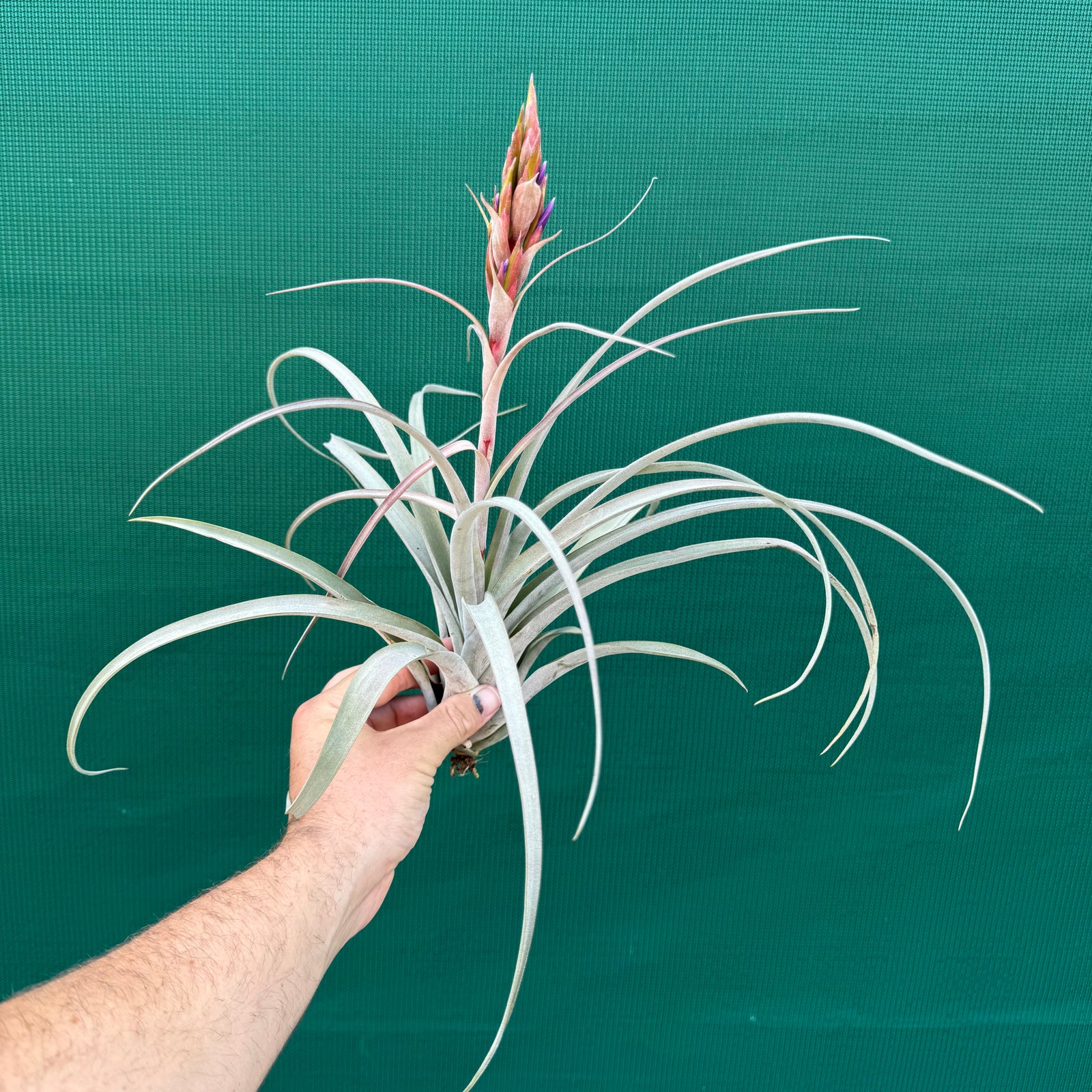 Tillandsia - Aquila Gold ex. GK
