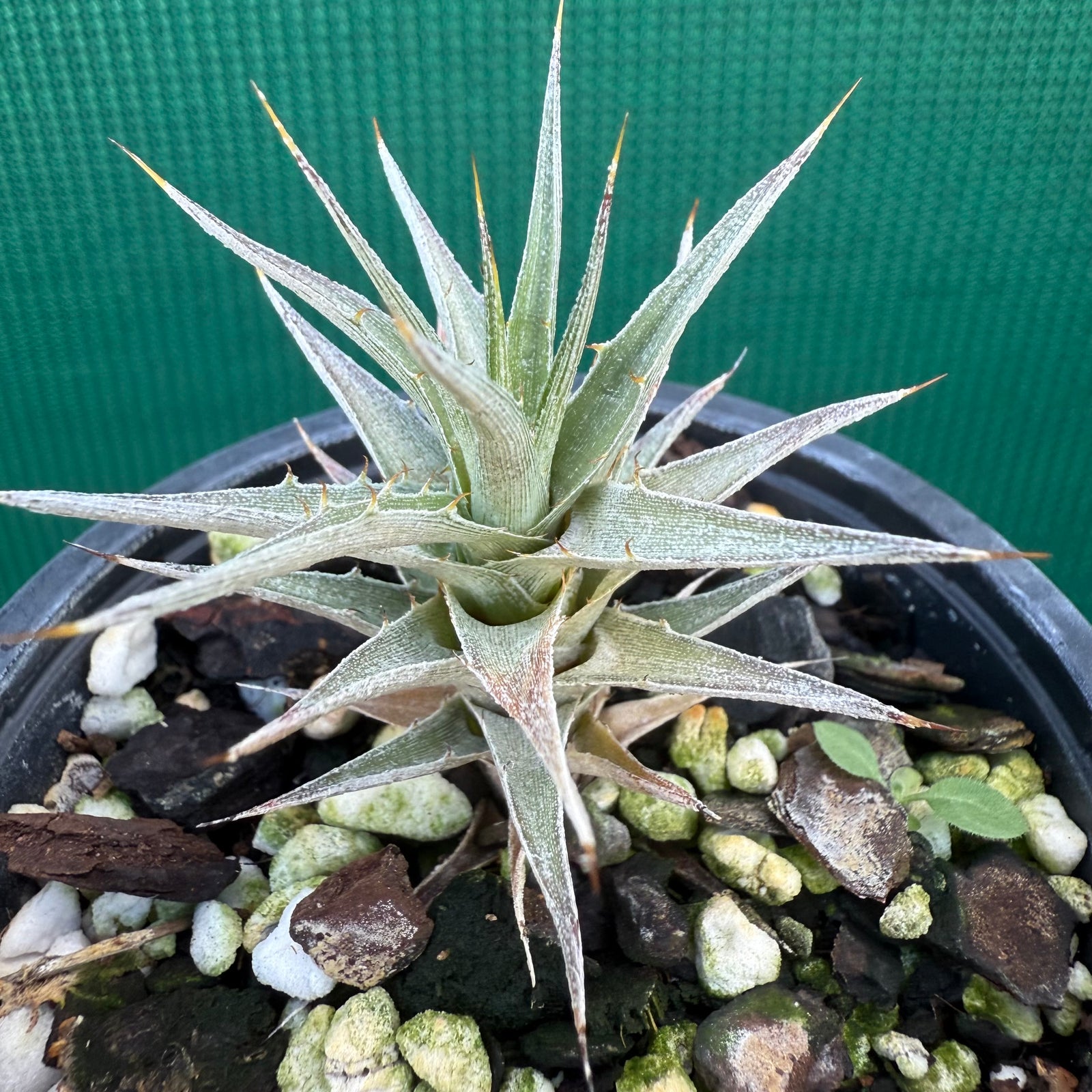 Deuterocohnia NEW