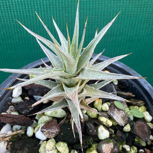 Deuterocohnia NEW