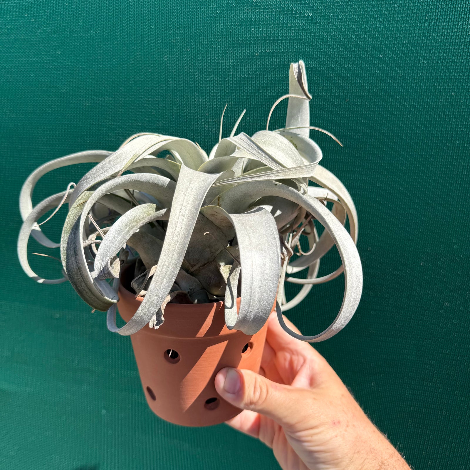 Terracotta Holey Pot NEW