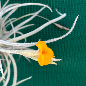 Tillandsia - crocata ‘Large Form, Orange Flower’ (Fragrant) NEW