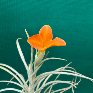 Tillandsia - Holm’s Sunset ex. DD NEW