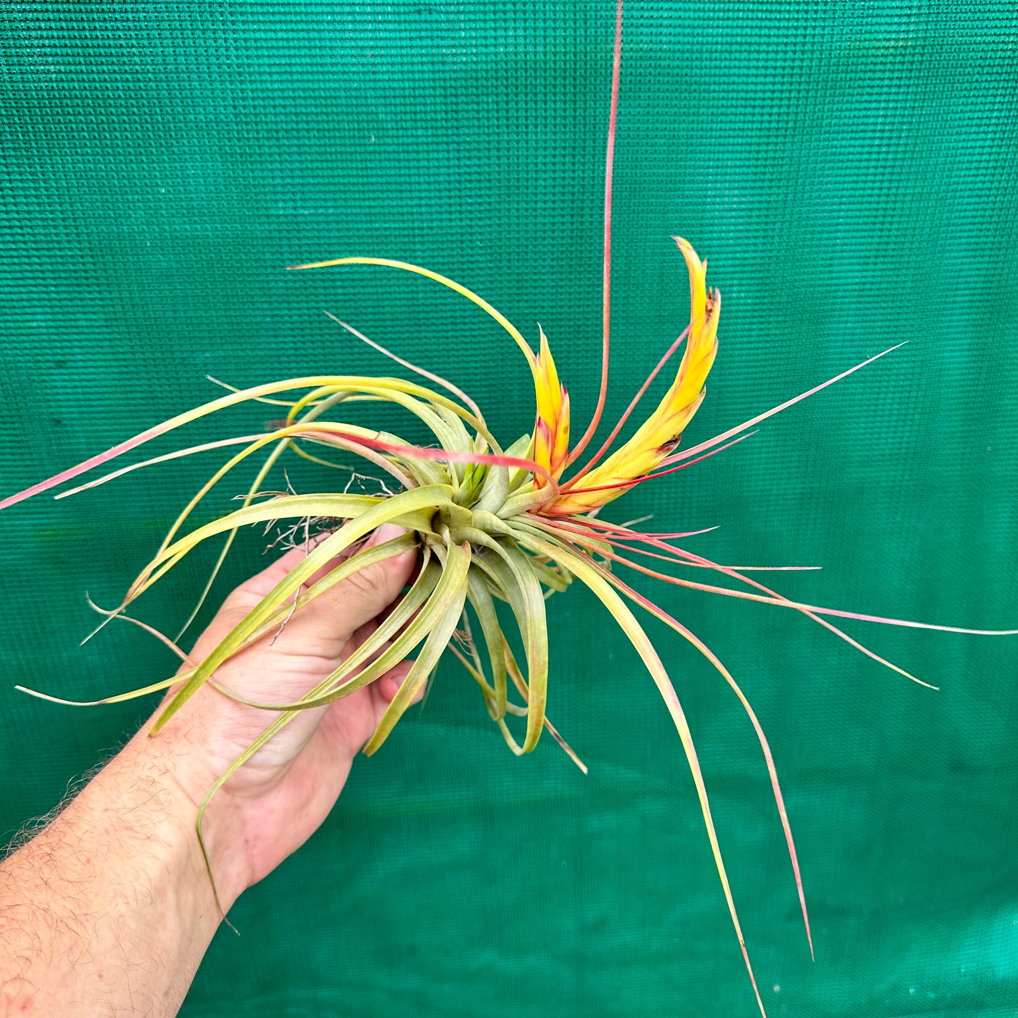 concolor air plant Tillandsia - concolor