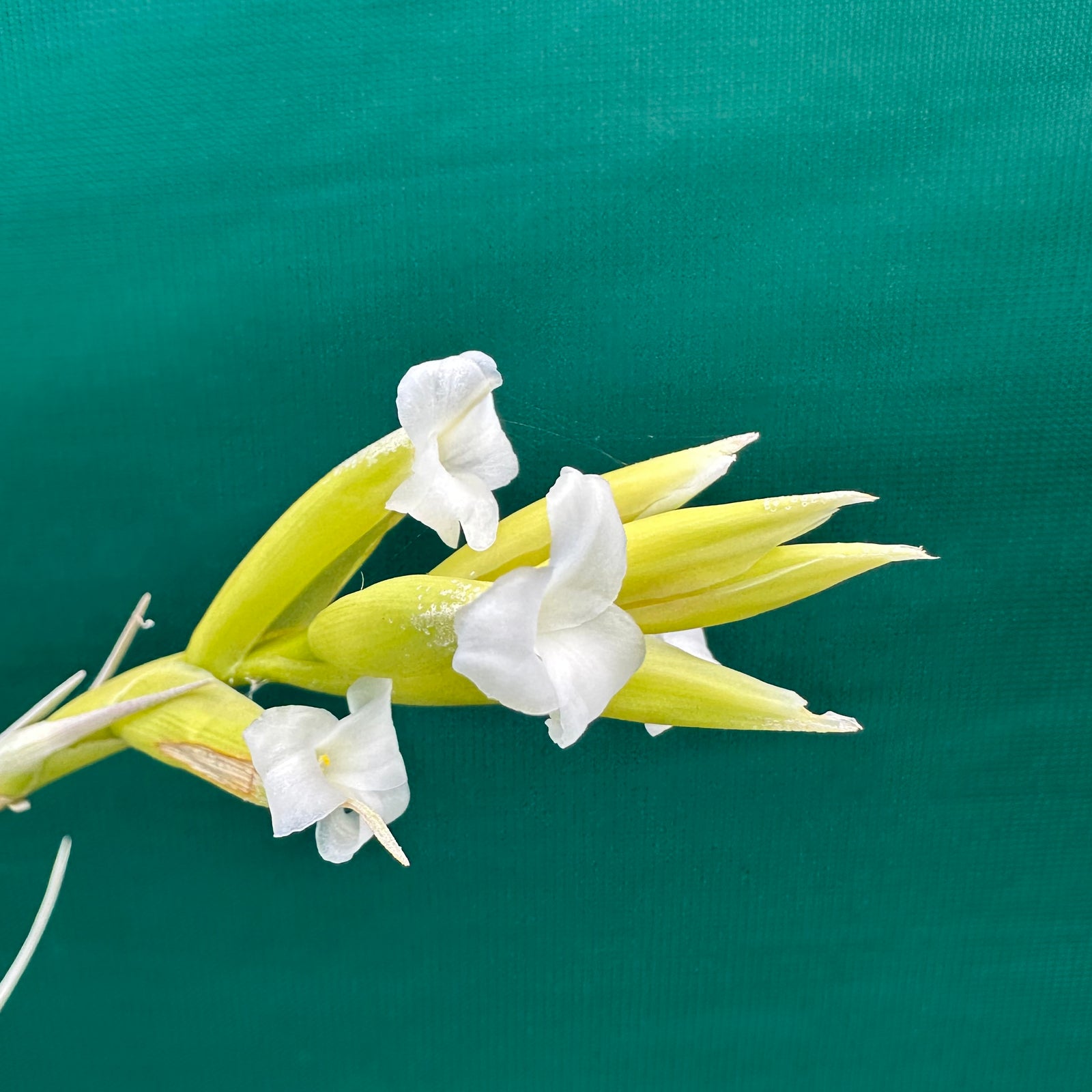 Tillandsia - nuptialis ex. BD