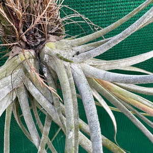 Tillandsia - Tooshi ex. TI